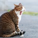【ある「元」大手管理会社取締役つぶやき その38】コンシェルジュという仕事