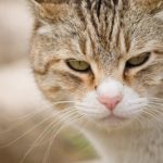 【行政書士が自宅で理事を2年体験し、マンション管理士を目指す話 その18】 　番外編　めっちゃ厳しい管理人！リフォーム申請したら・・・