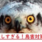 【マンション管理用語集（ち）】鳥害対策はたかがタカ！？
