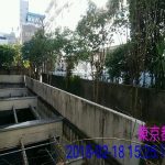 【新人マンション管理士レポート】マンションの理事になった人のための植栽管理入門（２回目）