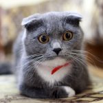【ある（元）理事長の七転八倒コラム】呼び出しくらいました。