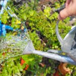 【団地マンションの植栽管理を担う東邦レオのスタッフコラム ３】え？水やりってやり方があるの？